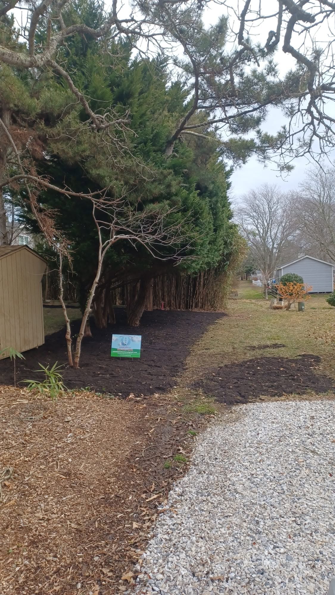 The same Cape May property line after bamboo and ivy removal, with a clean mulched bed and restored lawn edge