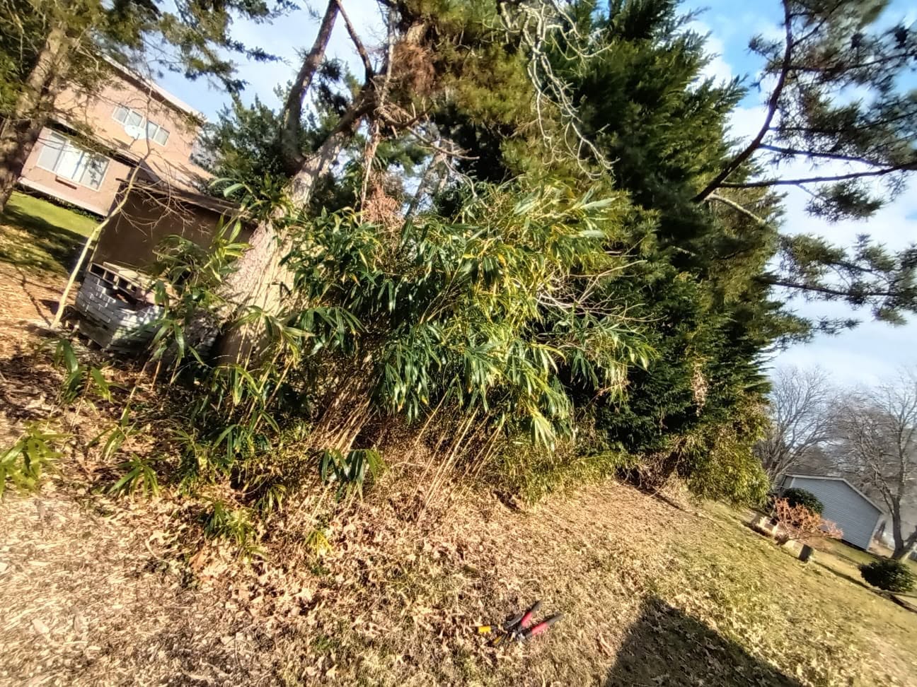 Overgrown English ivy and running bamboo choking trees along a Cape May property line